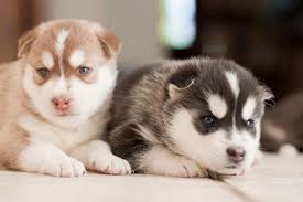 Baby Siberian Husky Black And White Black Brown White Siberian Husky Puppies Siberian Husky Filhotes De Husky Siberiano Filhotes De Husky
