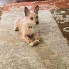Explore 19 listings for lhasa apso x puppies for sale at best prices. Pin On Chihuahua