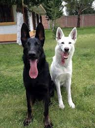 Black And White German Shepherd Lab Mix Pin By The German Shepherd On Dogs German Shepherd Dogs Dogs Shepherd Puppies
