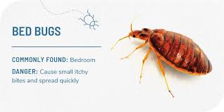 10 household bugs and natural remedies