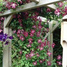 Maybe you would like to learn more about one of these? Clematis Viticella Madame Julia Correvon