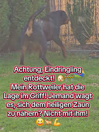 Achtung, Eindringling entdeckt! 🐶🚧 Mein Rottweiler hat die Lage im G...