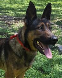 K9 Bane Police Dogs Animal Heros Police