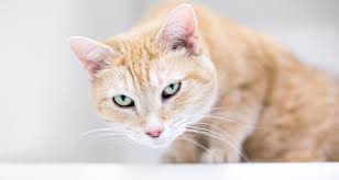 Cats sprout 60,000 hairs per square inch on their backs and about 120,000 hairs per square inch on their undersides. Does My Cat Have Asthma Or A Hairball Trudell Animal Health
