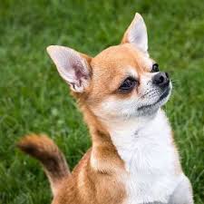 Certain products can help ensure that your chihuahua's pretty white face stays pristine. All About Chihuahuas Small Breed Dogs