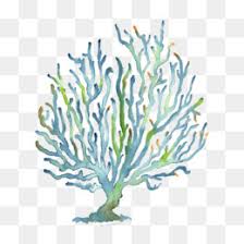 Are you searching for coral reefs png images or vector? Coral Reef Background