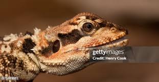 Image result for Oedina congdoniana