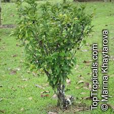 Image result for Pleiocarpa