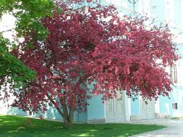 Image result for Malus × purpurea