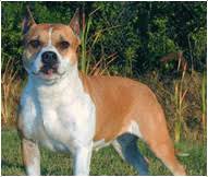 The american staffordshire terrier (am staff) is extremely strong for its size. American Staffordshire Terrier Dog Breed Facts Hill S Pet