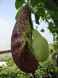 Image result for Aristolochia gigantea
