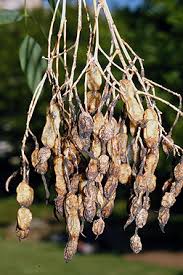 Image result for Styphnolobium