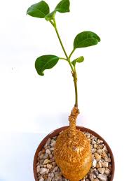 Image result for Raphionacme