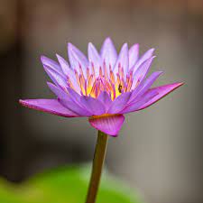 Free Image On Pixabay Waterlily Lotus Flower Violet Water Lilies Flowers Creative Icon