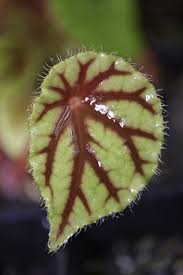 Image result for Begonia quadrialata