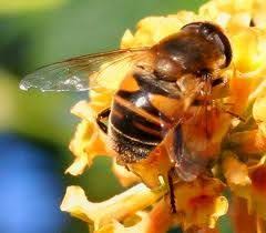 Check spelling or type a new query. This Is A Fly That Looks Like A Bee See No Stinger Macro Photos Bee Bee Mine