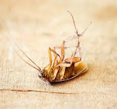 Our mission is to provide affordable and professional pest control services in the gta. Aspley Zillmere Geebung Chermside Pest Control Services Boring Chores