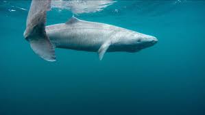 A local museum dealing with the iconic local speciality hakarl. What Climate Change Effects Will A Greenland Shark Born Today Experience Plan A Academy