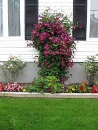 We did not find results for: Rouge Cardinal Clematis Clematis Clematis Vine Climbing Hydrangea