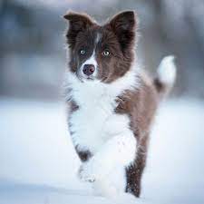 Maybe you would like to learn more about one of these? 1 Border Collie Puppies For Sale In Portland Or Uptown