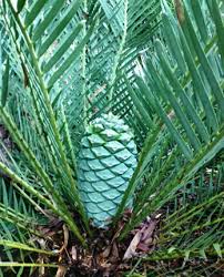 Image result for Encephalartos schmitzii