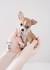 Available Puppies - Buy Cheap TeaCup Chihuahua Puppies