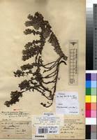 Image result for Alchemilla johnstonii