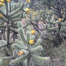 It tends to grow at elevations from. Cholla Cactus New Mexico Desert Cacti Free Image From Needpix Com