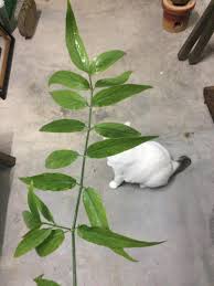 Anda pernah dengar tentang khasiat daun belalai gajah? Belalai Gajah In English