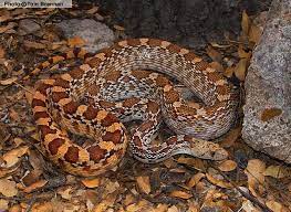 Photo taken at toronto zoo, toronto, ontario, canada. Gopher Snake The Parody Wiki Fandom
