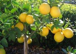 Fruit trees for sale from canada's top seedling retailer. Growing Citrus Trees In Your Garden Garden Outdoor Lifestyle