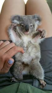Such A Cutie Cute Baby Animals Cute Animals Animals Beautiful