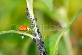 Most ladybirds are insect predators, mainly eating aphids. Biological Pest Control Ladybug Stock Image Colourbox