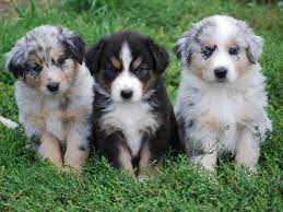 Miniature Australian Shepherd Puppies Miniature Australian Shepherd Puppies Shepherd Mix Puppies Aussie Dogs