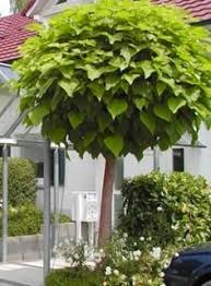 Klein garten in cottbus 03048. 19 Kleine Baume Ideen Kleine Baume Garten Bepflanzung