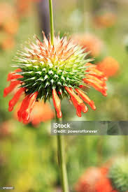 Image result for Leonotis nepetifolia