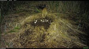 Check spelling or type a new query. Alligators Build A Secret And Important World In South Carolina S High Grass Features Postandcourier Com