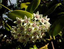 Department of agriculture agricultural research service. Hoya Australis Wikipedia