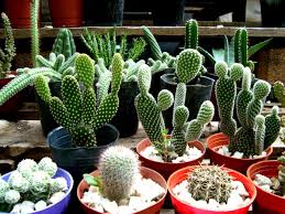 Colección de ckita • última actualización: Los Cactus Cactaceas Id Plantae