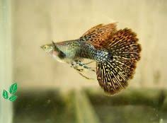 Warna background yang cocok untuk louhan by. Dunia Ikan Ikan Info Profile Pinterest