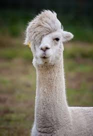 The camel hosts concerts for a wide range of genres. 39 Camels N Llamas N Ostriches Ideas Ostriches Funny Animals Camels