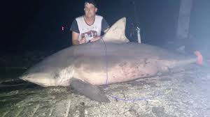 • they turn up in unexpected places: Huge Bull Shark Caught In Aussie River And That S No Reason To Panic Sharks Earth Touch News
