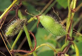 Image result for Rhynchosia viscosa