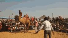 Geico hump day camel remix music video hysteria. Geico Camel Gifs Tenor