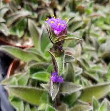 Image result for Cyanotis sp. aff. C. lapidosa