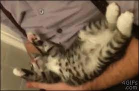 家有一狗 台灣微博精選 animals pets cats