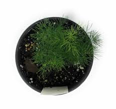 Image result for Asparagus macowanii