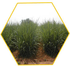 Expert System For Sugarcane