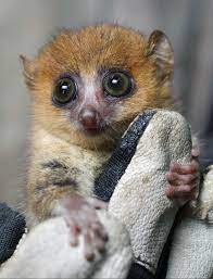 Each one can be found in madagascar. Bild Von Insel Der Lemuren Madagascar Bild 12 Auf 21 Filmstarts De