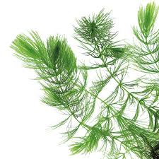 Image result for Ceratophyllum demersum